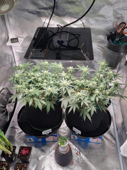 Runtz x Mango #1 (Femi/Photo). Week 17 - 2.jan