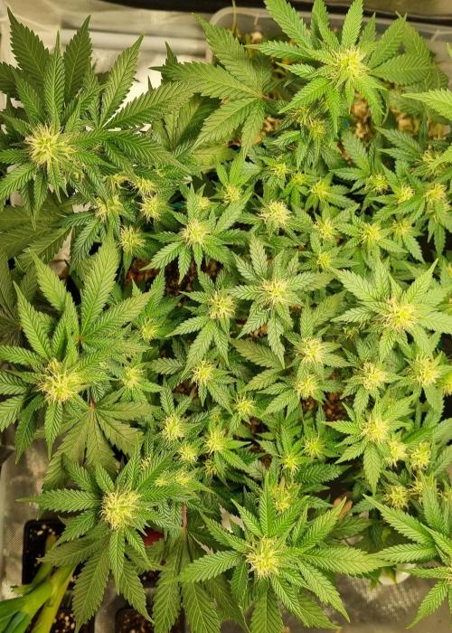 Runtz x Mango #1 (Femi/Photo). Week 17 - 2.jan