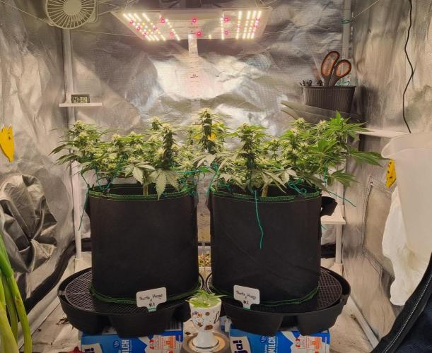 Runtz x Mango #2 (Femi/Photo). Week 17 - 2.jan