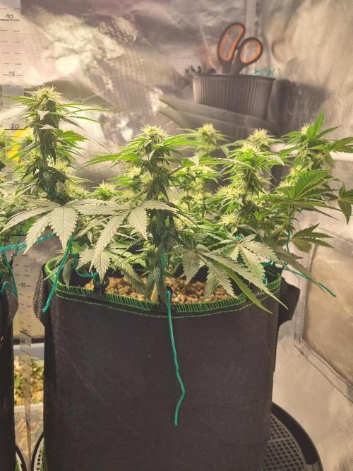 Runtz x Mango #2 (Femi/Photo). Week 17 - 2.jan