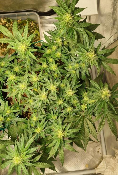 Runtz x Mango #2 (Femi/Photo). Week 17 - 2.jan