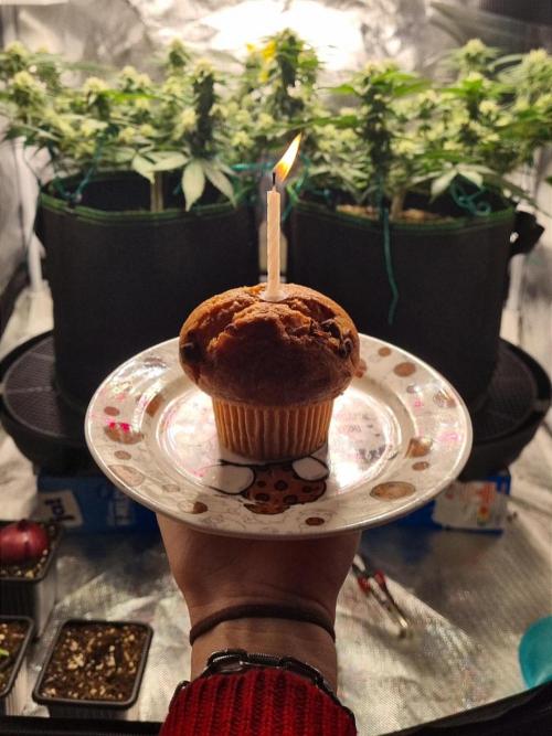 Runtz x Mango #1 (Femi/Photo). Week 17 - 3.jan. - Its my Birthday 🎂