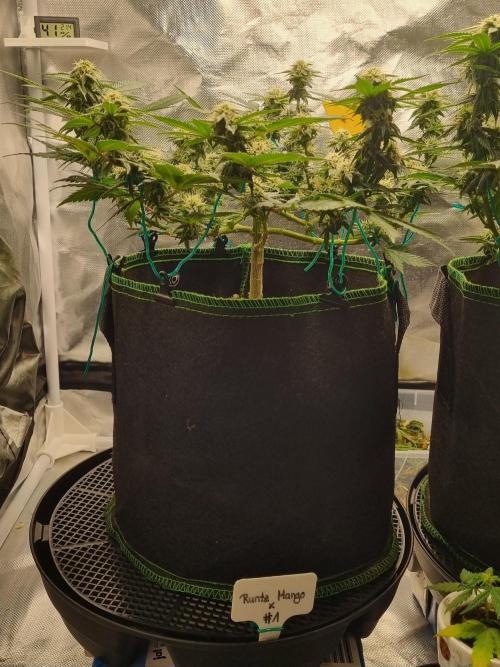 Runtz x Mango #1 (Femi/Photo). Week 17 - 5.jan.