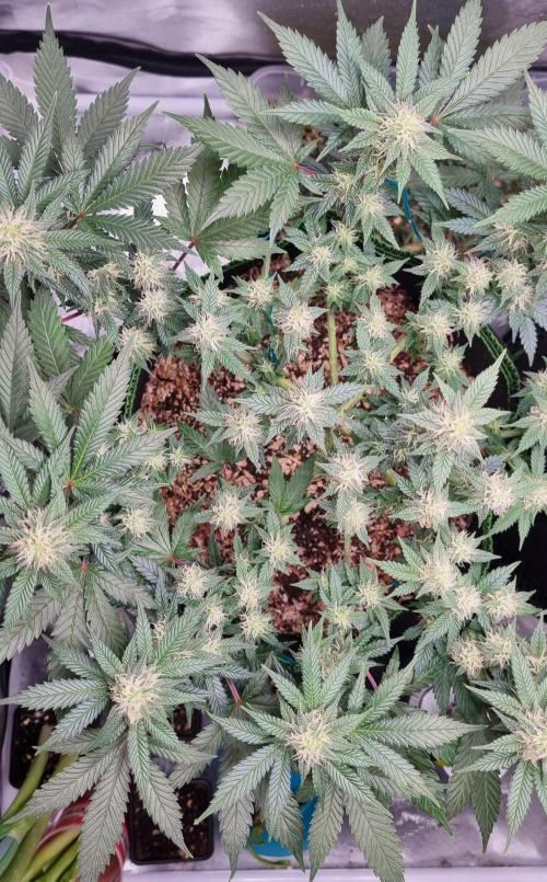 Runtz x Mango #1 (Femi/Photo). Week 17 - 5.jan.