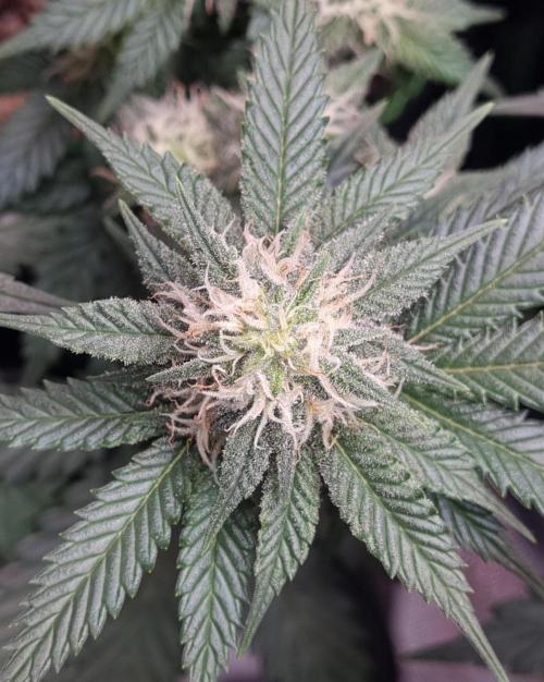 Runtz x Mango #1 (Femi/Photo). Week 17 - 5.jan.