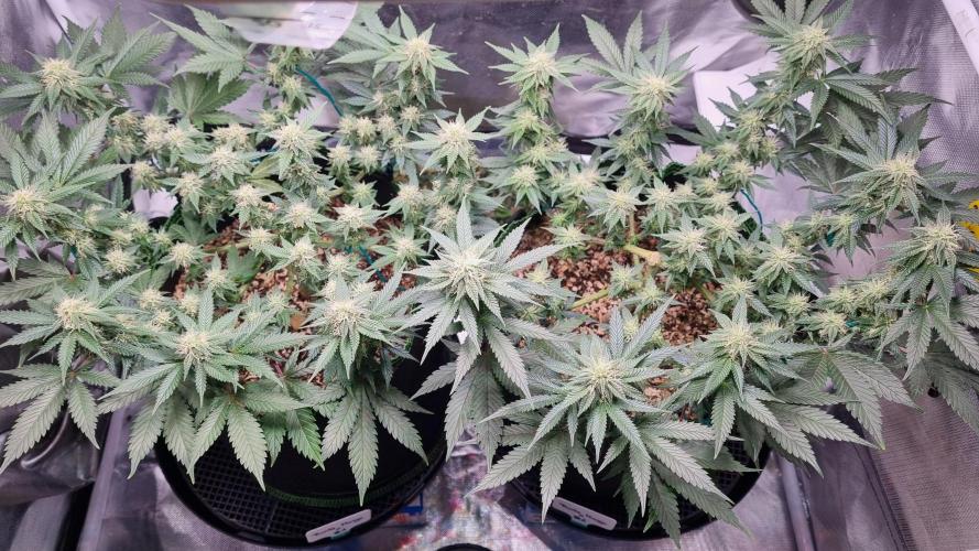 Runtz x Mango #1 (Femi/Photo). Week 17 - 5.jan.