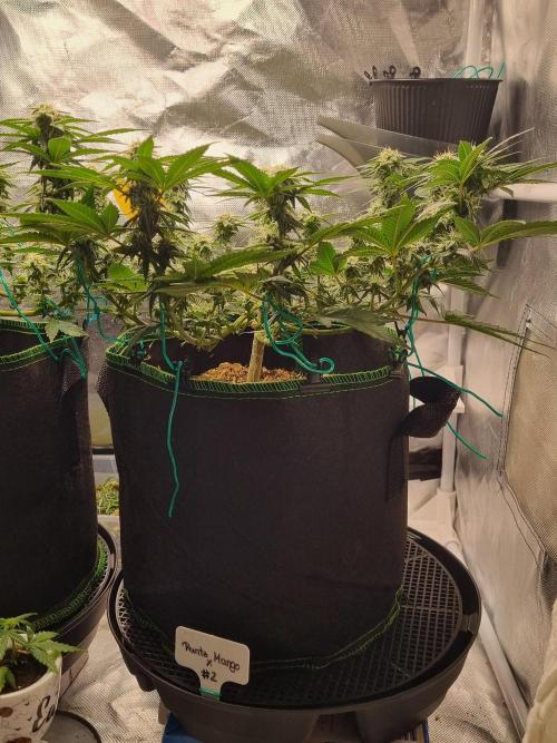 Runtz x Mango #2 (Femi/Photo). Week 17 - 5.jan.