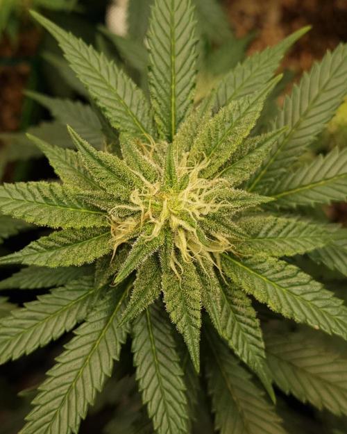 Runtz x Mango #2 (Femi/Photo). Week 17 - 5.jan.