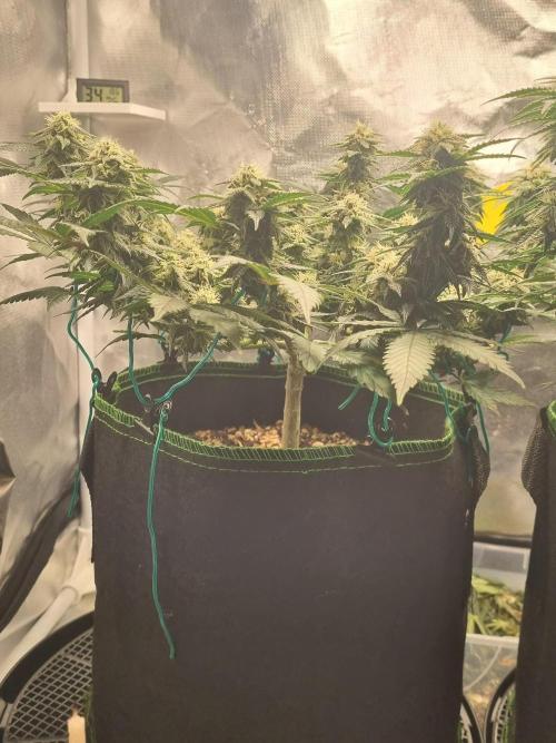 Runtz x Mango #1 (Femi/Photo). Week 18 - 11.jan