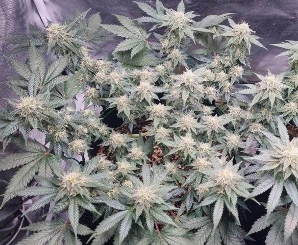 Runtz x Mango #1 (Femi/Photo). Week 18 - 11.jan