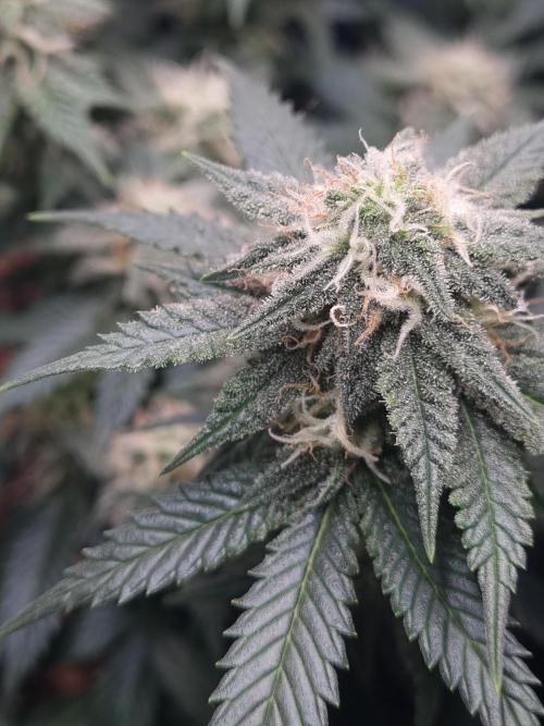 Runtz x Mango #1 (Femi/Photo). Week 18 - 11.jan