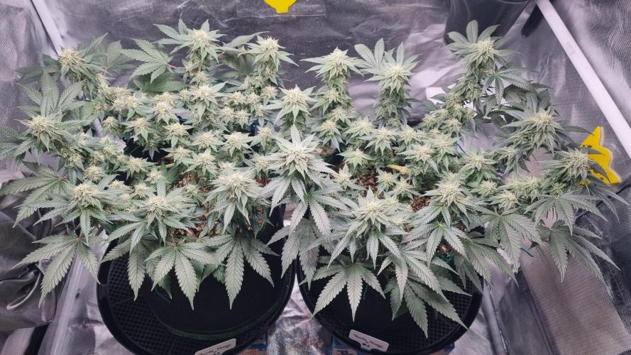 Runtz x Mango #1 (Femi/Photo). Week 18 - 11.jan