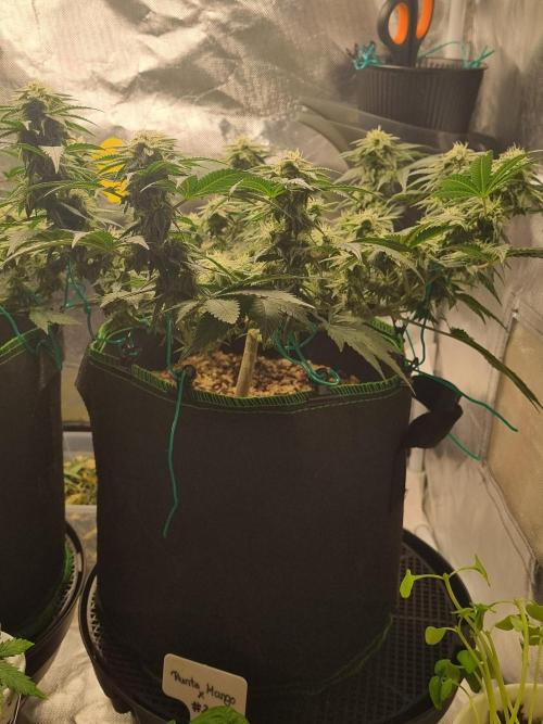 Runtz x Mango #2 (Femi/Photo). Week 18 - 11.jan