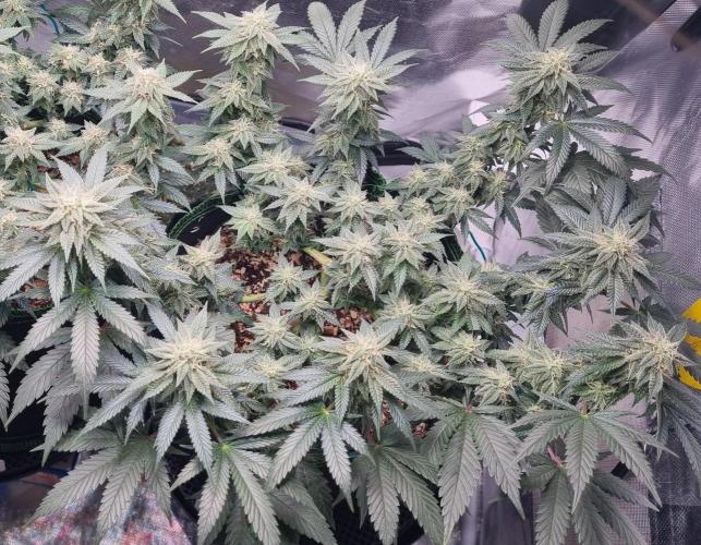 Runtz x Mango #2 (Femi/Photo). Week 18 - 11.jan