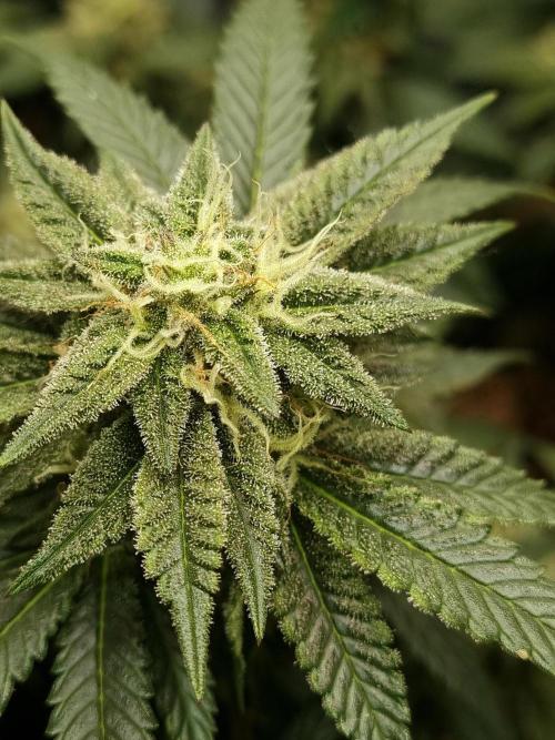 Runtz x Mango #2 (Femi/Photo). Week 18 - 11.jan