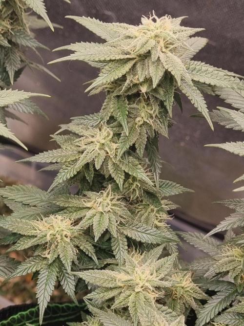 Runtz x Mango #2 (Femi/Photo). Week 18 - 11.jan