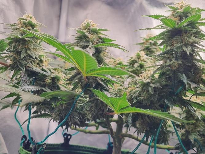 Runtz x Mango #1 (Femi/Photo). Week 19 - 22.01.- Veg. 19,7 (133)  Flow. 7,4 (46)