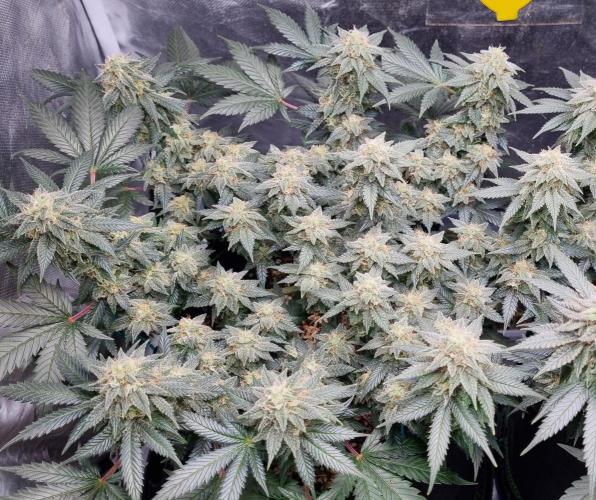 Runtz x Mango #1 (Femi/Photo). Week 19 - 22.01.- Veg. 19,7 (133)  Flow. 7,4 (46)