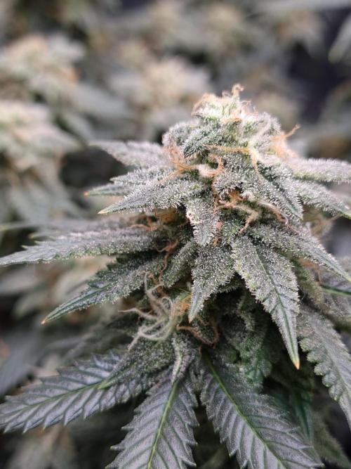 Runtz x Mango #1 (Femi/Photo). Week 19 - 22.01.- Veg. 19,7 (133)  Flow. 7,4 (46)