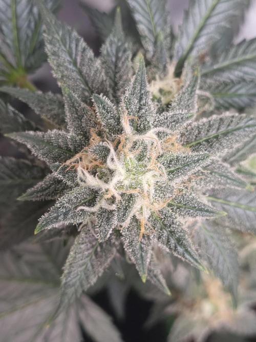 Runtz x Mango #1 (Femi/Photo). Week 19 - 22.01.- Veg. 19,7 (133)  Flow. 7,4 (46)