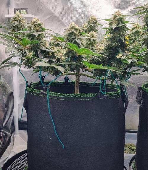 Runtz x Mango #1 (Femi/Photo). Week 19 - 22.01.- Veg. 19,7 (133)  Flow. 7,4 (46)