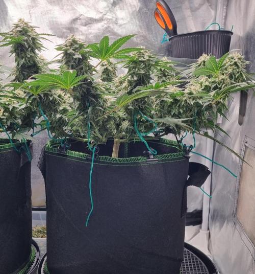 Runtz x Mango #2 (Femi/Photo). Week 20 - 22.01.- Veg. 20,1 (134)  Flow. 7,4 (46)