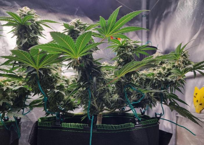 Runtz x Mango #2 (Femi/Photo). Week 20 - 22.01.- Veg. 20,1 (134)  Flow. 7,4 (46)