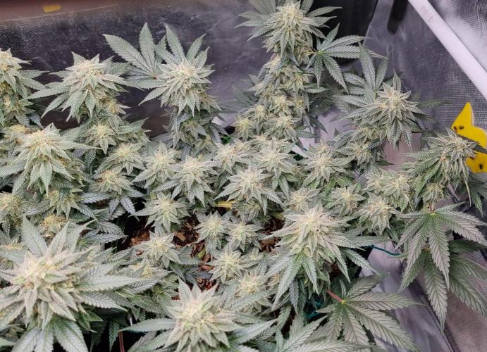 Runtz x Mango #2 (Femi/Photo). Week 20 - 22.01.- Veg. 20,1 (134)  Flow. 7,4 (46)