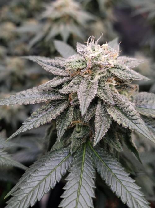 Runtz x Mango #2 (Femi/Photo). Week 20 - 22.01.- Veg. 20,1 (134)  Flow. 7,4 (46)