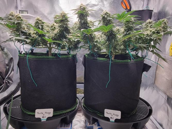 Runtz x Mango #2 (Femi/Photo). Week 20 - 22.01.- Veg. 20,1 (134)  Flow. 7,4 (46)