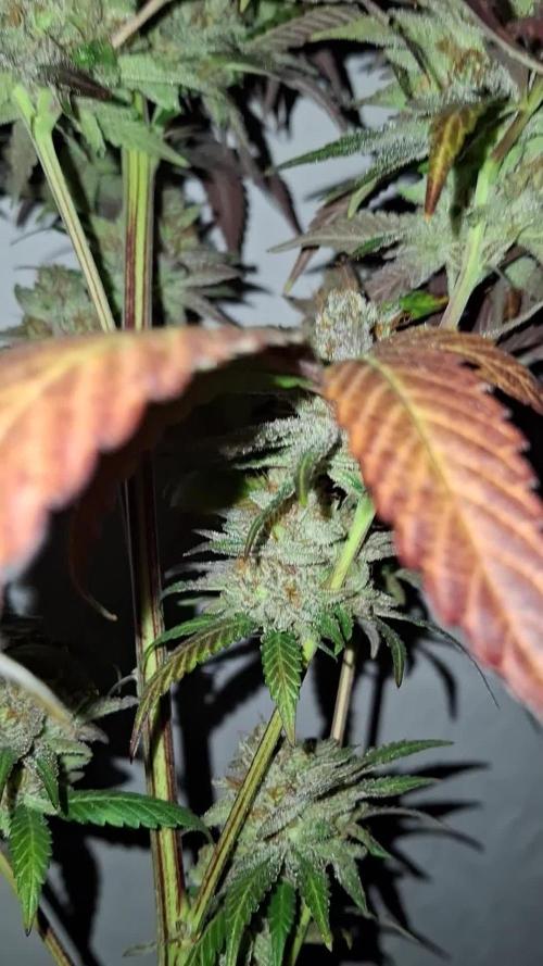 Runtz from my clones selections