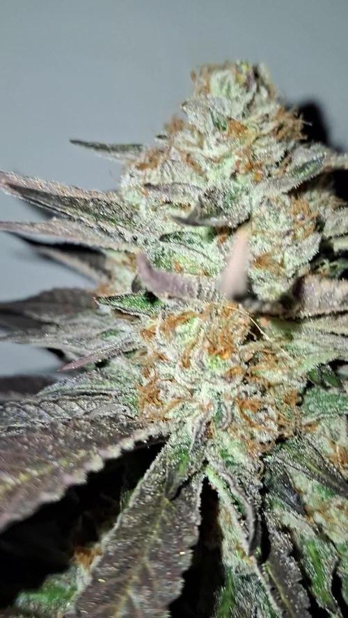 Runtz from my clones selections