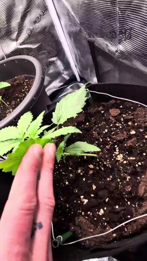 Auto Gorilla Cookies