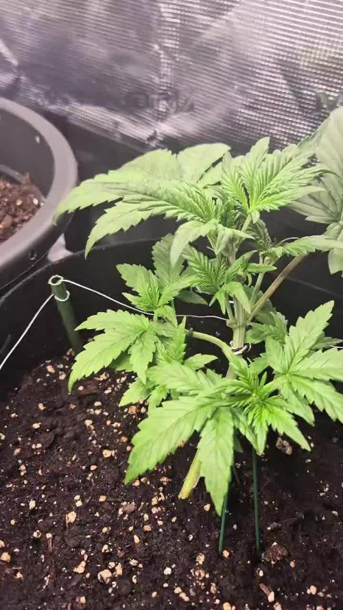 Auto Gorilla Cookies