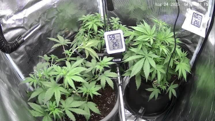 Auto Gorilla Cookies