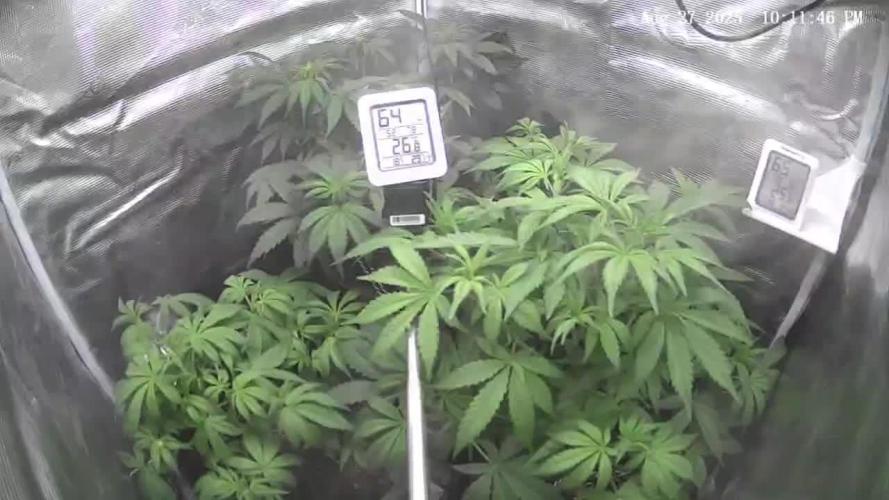Auto Gorilla Cookies