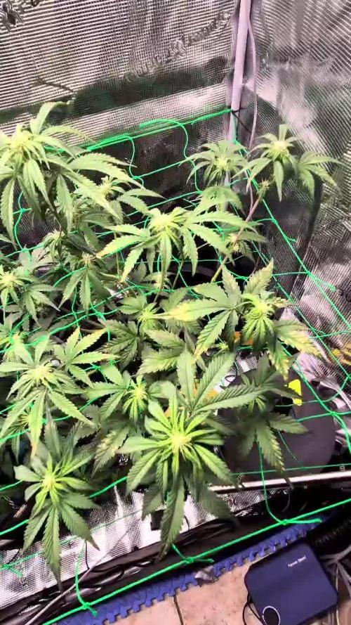 Auto Gorilla Cookies