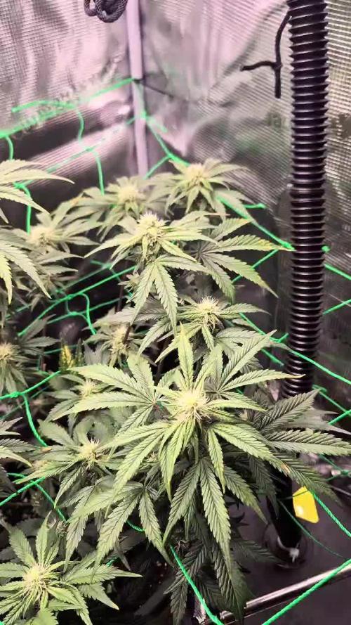 Auto Gorilla Cookies