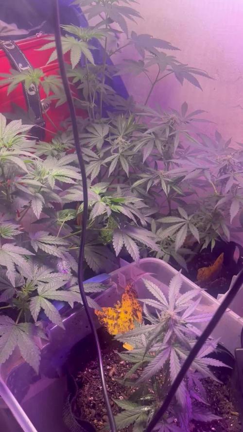 First Grow 🌲