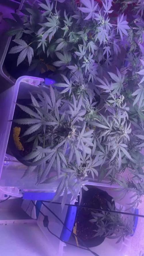 First Grow 🌲