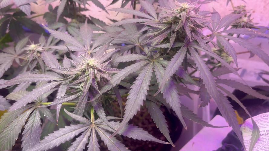 First Grow 🌲
