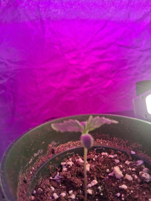BF-Strawberry Limonade, JH - Home strain. Week 1