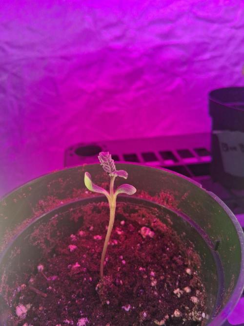 BF-Strawberry Limonade, JH - Home strain. Week 1