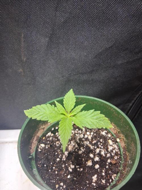 BF-Strawberry Limonade, JH - Home strain. Week 2 - S Lemonade 