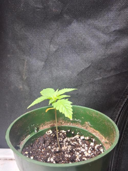BF-Strawberry Limonade, JH - Home strain. Week 2 - S Lemonade 