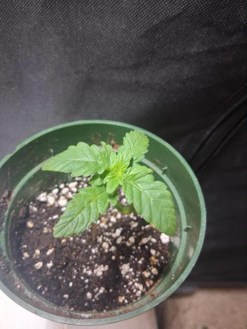 BF-Strawberry Limonade, JH - Home strain. Week 2 - HS
