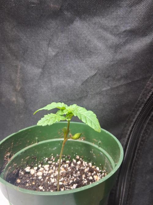 BF-Strawberry Limonade, JH - Home strain. Week 2 - HS