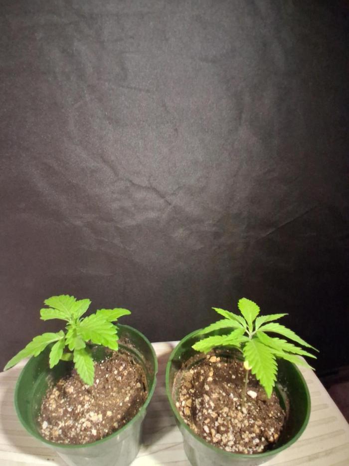 BF-Strawberry Limonade, JH - Home strain. Week 3 - Left :  🍓 Lemonade
Right : Home strain