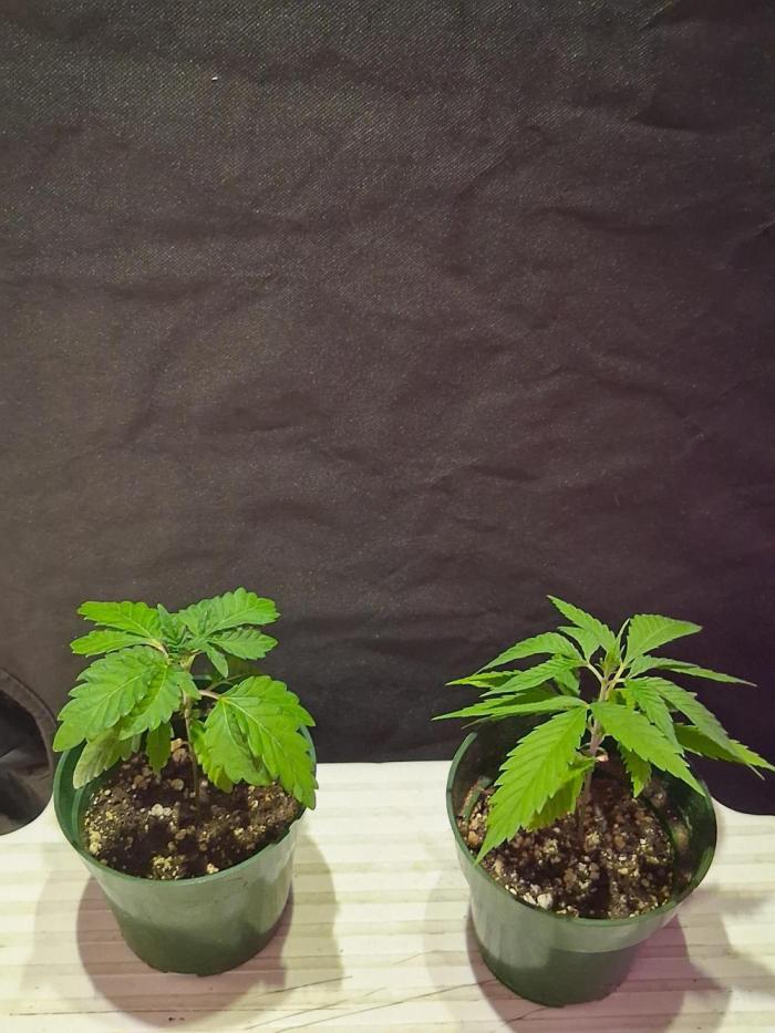 BF-Strawberry Limonade, JH - Home strain. Week 4 - Left 🍓 Lemonade
Right home strain