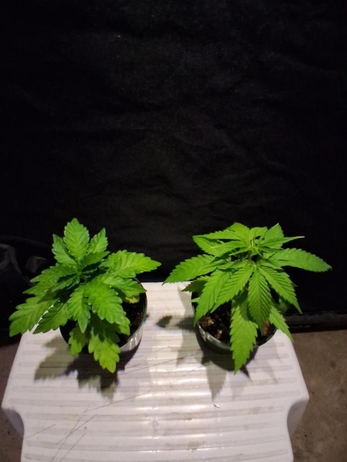BF-Strawberry Limonade, JH - Home strain. Week 5 - Left :  🍓 Lemonade 
Right : home strain